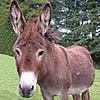 Jacko