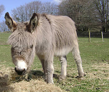 Tamar Valley Donkey Park Treacle at the Tamar Valley Donkey Park, Gunnislake, Cornwall
