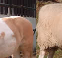 Animals at the Tamar Valley Donkey Park, Cornwall