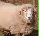 Animals at the Tamar Valley Donkey Park, Cornwall