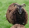 Animals at the Tamar Valley Donkey Park, Cornwall