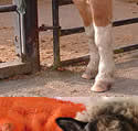 Animals at the Tamar Valley Donkey Park, Cornwall