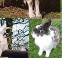 Animals at the Tamar Valley Donkey Park, Cornwall