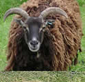 Animals at the Tamar Valley Donkey Park, Cornwall