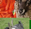 Animals at the Tamar Valley Donkey Park, Cornwall