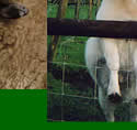 Animals at the Tamar Valley Donkey Park, Cornwall