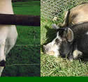 Animals at the Tamar Valley Donkey Park, Cornwall