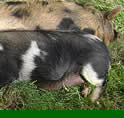Animals at the Tamar Valley Donkey Park, Cornwall
