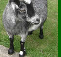 Animals at the Tamar Valley Donkey Park, Cornwall