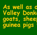 Animals at the Tamar Valley Donkey Park, Cornwall