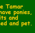 Animals at the Tamar Valley Donkey Park, Cornwall