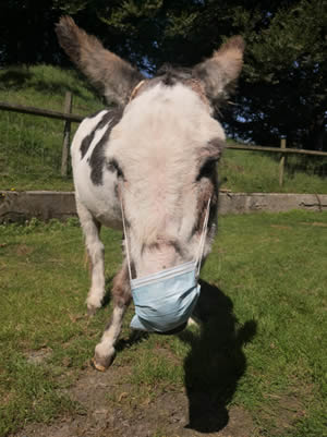 Tamar Valley Donkey Park 