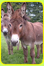 Tamar Valley Donkey Park