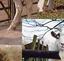 Animals at the Tamar Valley Donkey Park, Cornwall