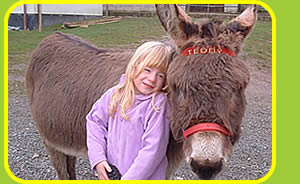 Donkeys at the Tamar Valley Donkey Park